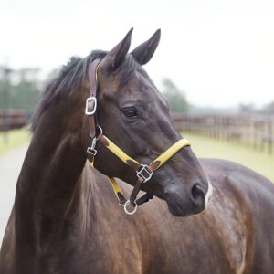 Yellow Halters