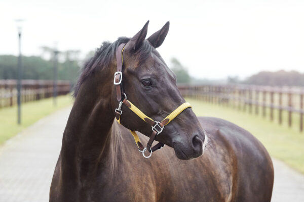 Yellow Halters